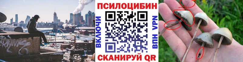Галлюциногенные грибы Psilocybe  Пыталово 